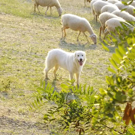 Piccolo Gesto D'affetto * Ripe