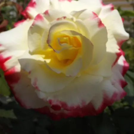 Piccolo Gesto D'affetto Ripe